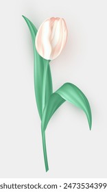 Flor de tulipán tridimensional con pétalos blancos y hojas verdes aisladas sobre fondo blanco. Flor de primavera de Vector realista 3d como elemento de decoración para tarjeta de felicitación, postal, Anuncios