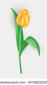 Flor de tulipán tridimensional con pétalos amarillos y hojas verdes aisladas sobre fondo blanco. Flor de primavera de Vector realista 3d como elemento de decoración para tarjeta de felicitación, postal, Anuncios