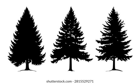 Three distinct evergreen trees silhouetted against a plain background, showcasing different shapes and sizes of pine or fir trees.