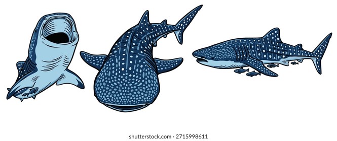 Three distinct illustrations of whale sharks, showcasing their unique spotted patterns and large mouths, against a white background.