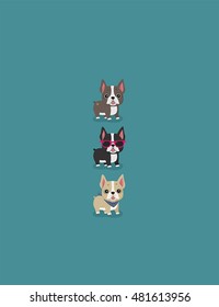 Three dog breed French Bulldog. Every Bulldog different color, clothing and accessories.