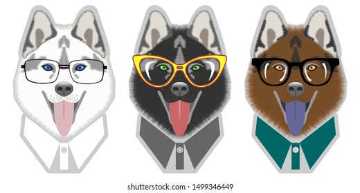 Three dogs in collars and glasses