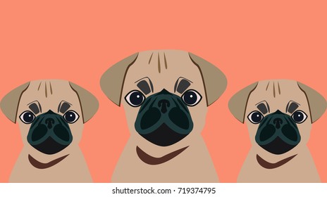 Three dogs pug on a orange background