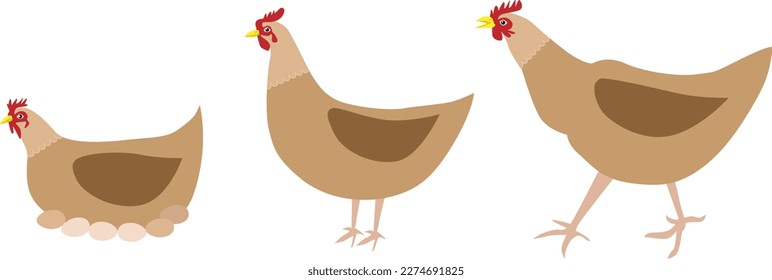 Three domestic hens. Poultry yard. Vector illustration. Laying hen.