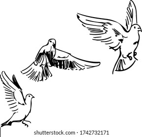 three doves flying poses sketch