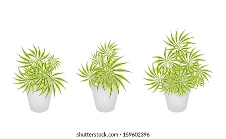 Three Dracaena Plants or Yucca Trees in Flowerpots for Garden Decoration Isolated on A White Background. 