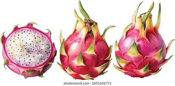 Three dragon fruits, one sliced in half, depicted in a watercolor style. Vibrant colors and detail.