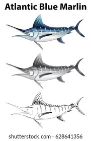 Three drawing styles of atlantic blue marlin illustration