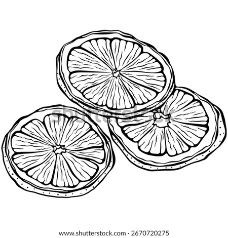 Three dried orange slices. Citrus fruit illustration for holiday or culinary themes. Vector illustration in hand drawn doodle sketch style. Line art isolated on white for coloring book, print