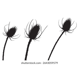 Three Dried Teasel Flower Heads Silhouette on White Background