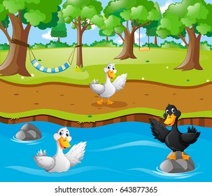 Three ducks in the river illustration