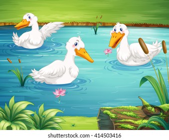 Drei Enten schwimmen in der Teichgrafik