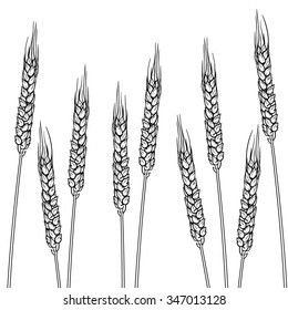 Three ear of wheat yellow isolated on white background