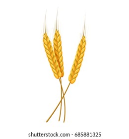 Three ears of wheat icon. Cartoon illustration of wheat ears vector icon for web design