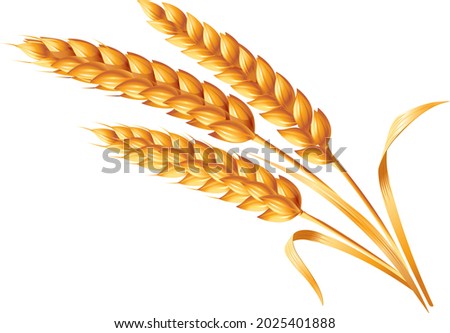 Three ears of wheat on a white background. Realistic vector image isolated on white background.