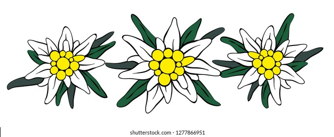 Three Edelweiss flowers