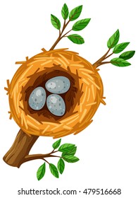 Three eggs in the bird nest illustration