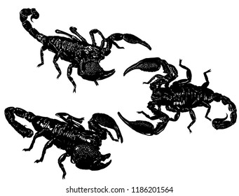 three egyptian scorpions