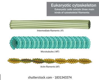 Drei zytoskelettale Eukaryotische Zellen: Mikrofilamente, Mikrotubuli und Zwischenfäden.