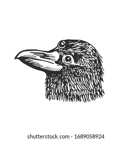 Three eyed raven head isolated on white background. Mystical bird vector illustration.