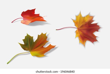 three fallen maple leaf