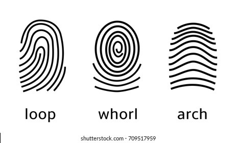 Three fingerprint types on white background. Loop, whorl, arch patterns. Vector illustration. For advertising, security, prints, web design, identification