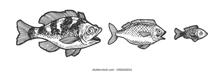 Three fish chasing each other and trying to eat swallow sketch engraving vector illustration. Tee shirt apparel print design. Scratch board style imitation. Black and white hand drawn image.