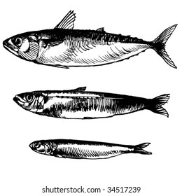  three fish drawing