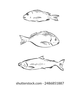 Three fish line drawn in a sketch style in black and white. Drawn by hand and vectorised in individual eps.