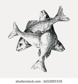 Three fishes Jean Bernard's vintage illustration, isolated on white, vector. Vintage hand drawn food illustration, antique drawing, vector. Vintage food illustration vector.