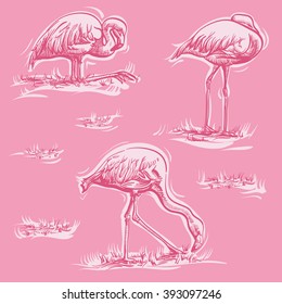 Three flamingos in different positions