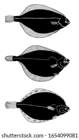 Three flat fishes (Arctic flatfish, common dab, Alaska plaice). Sea north fish. Set of outline vector silhouette images.