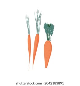 Tres zanahorias planas maduras de diferente tamaño con topes verdes ilustraciones vectoriales aisladas