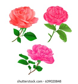 Three flower pink rose twig with leaves on a white background vintage hand draw vector illustration