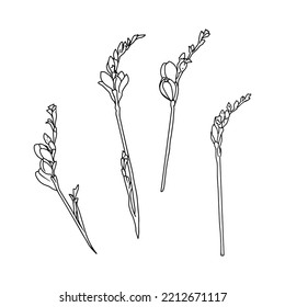 Three flower plants isolated on white background. Line hand painted illustration. Ideal for medical design, herbal cards, prints, posters.
