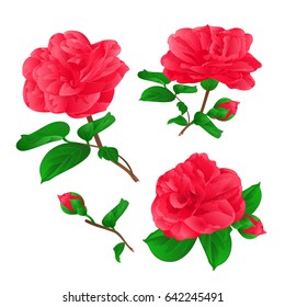 Three Flowers Camellia Japonica  with buds vintage hand draw vector illustration