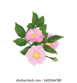 Three flowers of wild rose on a white background. Vector illustration.