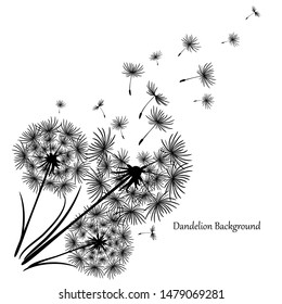 Three fluffy nice dandelion with grass on a white background. One flying dandelion. Great design for any purpose. Black drawing on a white background. Abstract vector floral illustration