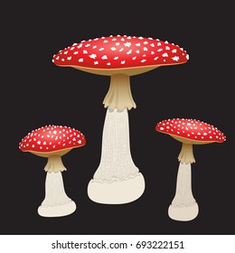 Three fly agaric mushrooms isolated on black background. Vector illustration