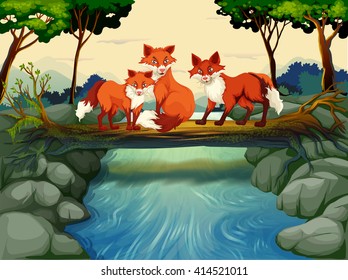 Three foxes on the log over the river illustration