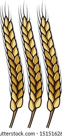 Three free-threshing wheat ears with grains, glumes, and lemmas.