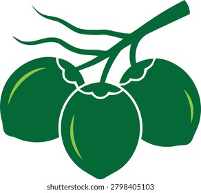 Three fresh green coconuts attached to a branch with organic botanical details isolated on a clean white background for culinary design