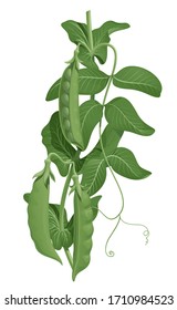 Three fresh green pea pods on a stem with leaves, vector illustration isolated on white background