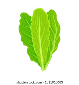 Three fresh lettuce leaves. Vector illustration on a white background.