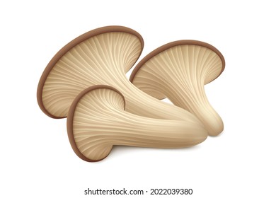 Three fresh oyster mushrooms isolated on white background. Side view. Realistic vector illustration.  