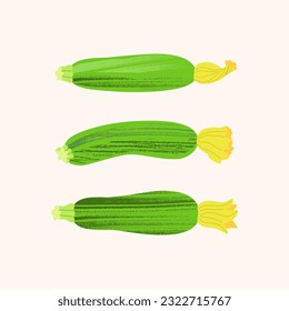 Three fresh zucchini with flowers. Vector illustration of farm ecological vegetables on light background in cartoon style with textures.