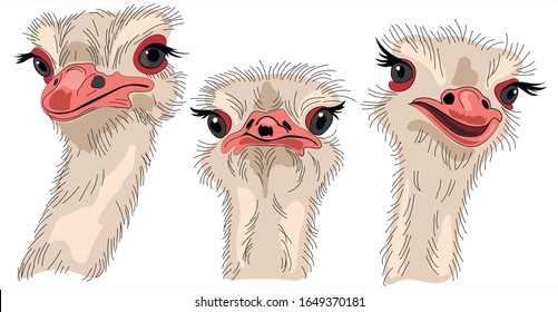 
Three funny ostrich closeup isolate on  white background. 
Vector illustration for t-shirts, sweatshirt, fabric.