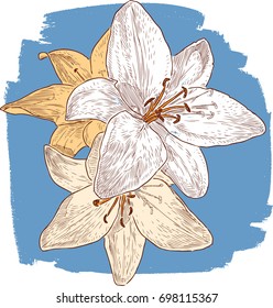 Three garden lilies