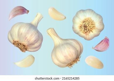 Three garlic. Isolated vector illustration