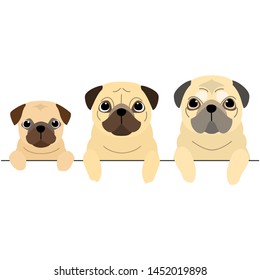 three generations of  Pugs border